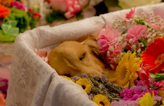犬や猫のペットの火葬に使う棺（ひつぎ）はどのようなものがあるのか 